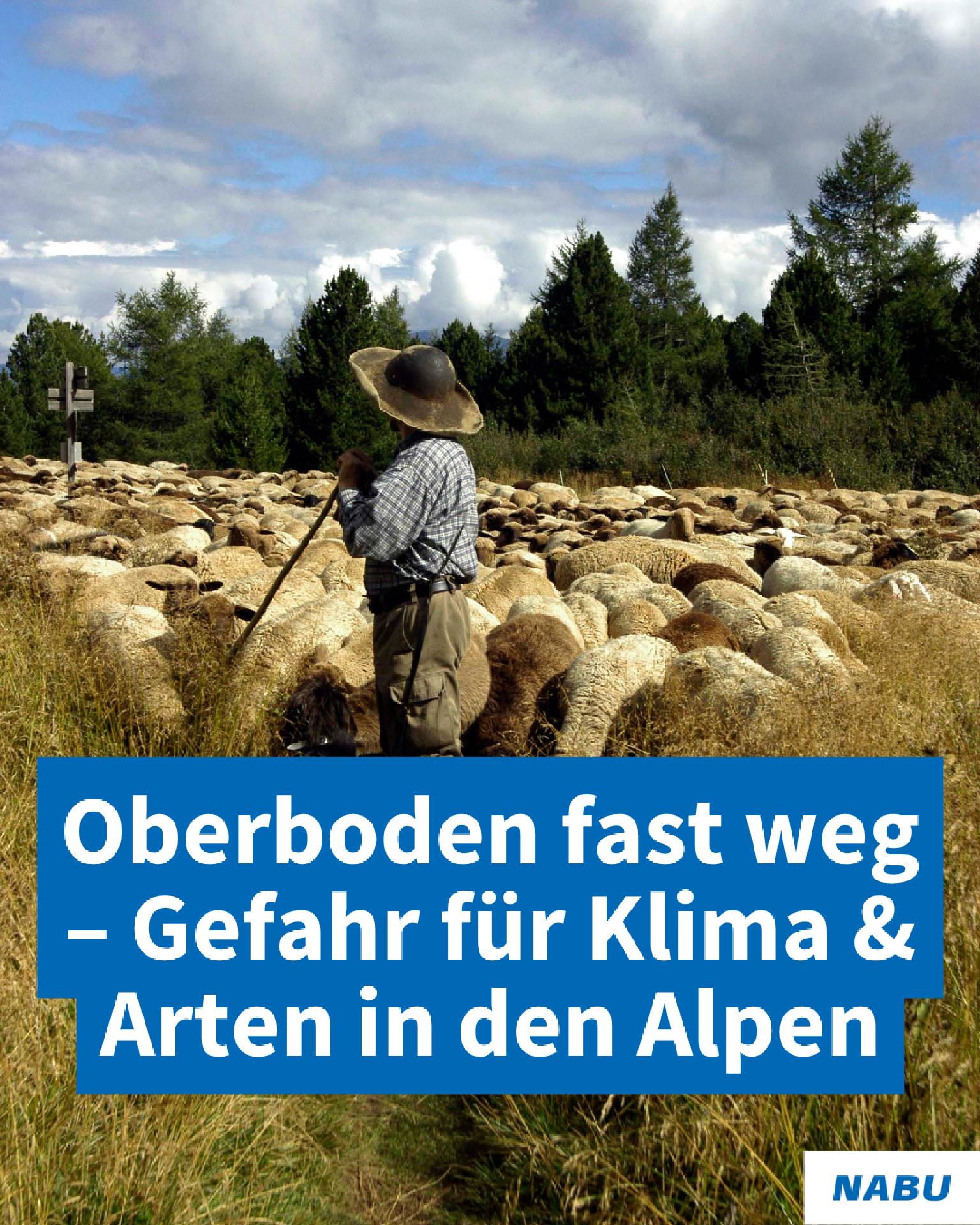 Ein Schäfer zusammen mit einer Dchafherde auf einer Weide. Ein Wald im Hintergrund.
Text: Oberboden fast weg – Gefahr für Klima & Arten in den Alpen Ein Schäfer zusammen mit einer Dchafherde auf einer Weide. Ein Wald im Hintergrund.
Text: Oberboden fast weg – Gefahr für Klima & Arten in den Alpen