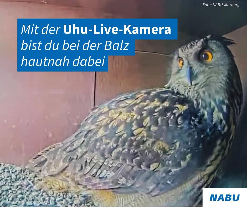 Das Foto zeigt einen Uhu in einem Nistkasten. Ăśberschrift: Mit der Uhu- Live-Kamera bist du bei der Balz hautnah dabei Screenshot der Uhu-Live-Kamera im SĂĽdturm der Elisabethkirche in Marburg/ NABU Marburg Das Foto zeigt einen Uhu in einem Nistkasten. Ăśberschrift: Mit der Uhu- Live-Kamera bist du bei der Balz hautnah dabei Screenshot der Uhu-Live-Kamera im SĂĽdturm der Elisabethkirche in Marburg/ NABU Marburg